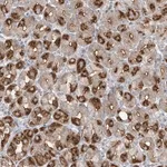 Merck Anti-ABTB1 antibody produced in rabbit