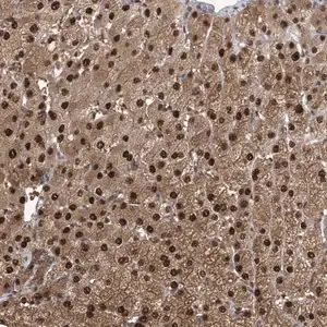 Merck Anti-HIKESHI antibody produced in rabbit