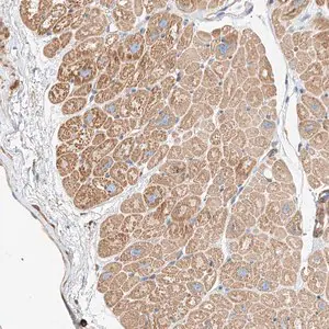 Merck Anti-WFS1 antibody produced in rabbit