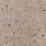 Merck Anti-ZNF263 antibody produced in rabbit