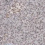 Merck Anti-FBXL4 antibody produced in rabbit