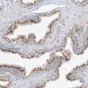 Merck Anti-VAMP5 antibody produced in rabbit