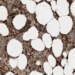 Merck Anti-STAC antibody produced in rabbit