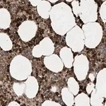 Merck Anti-STAC antibody produced in rabbit