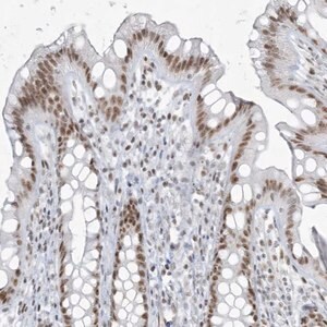 Merck Anti-ZNF787 antibody produced in rabbit