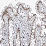 Merck Anti-ZNF787 antibody produced in rabbit
