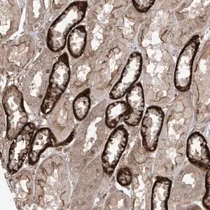 Merck Anti-LRRC74A antibody produced in rabbit