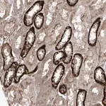 Merck Anti-LRRC74A antibody produced in rabbit