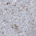 Merck Anti-DPH3 antibody produced in rabbit