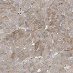 Merck Anti-THNSL2 antibody produced in rabbit