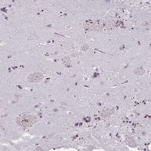 Merck Anti-MOBP antibody produced in rabbit