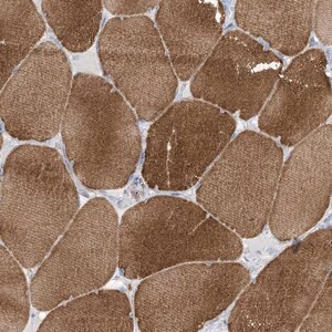 Merck Anti-MTHFD2L antibody produced in rabbit