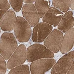 Merck Anti-MTHFD2L antibody produced in rabbit