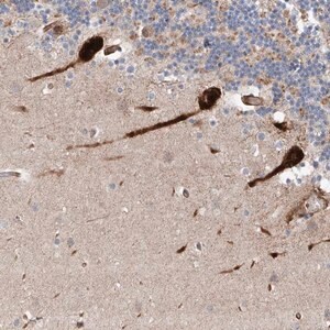 Merck Anti-USF3 antibody produced in rabbit