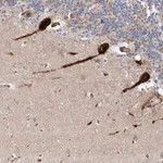 Merck Anti-USF3 antibody produced in rabbit