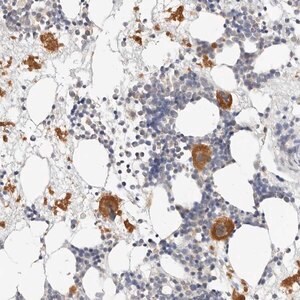 Merck Anti-ZRANB1 antibody produced in rabbit