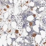 Merck Anti-ZRANB1 antibody produced in rabbit