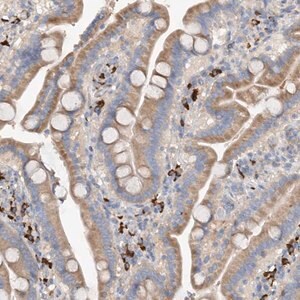 Merck Anti-SLC5A11 antibody produced in rabbit