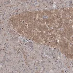 Merck Anti-RIN1 antibody produced in rabbit