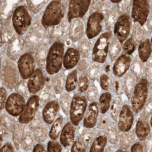 Merck Anti-ZNF287 antibody produced in rabbit