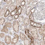 Merck Anti-AMD1 antibody produced in rabbit