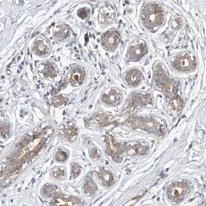 Merck Anti-DIRAS3 antibody produced in rabbit