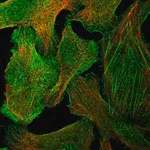 Merck Anti-GPR27 antibody produced in rabbit