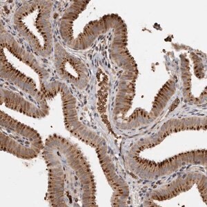 Merck Anti-FAM189A2 antibody produced in rabbit