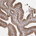 Merck Anti-FAM189A2 antibody produced in rabbit