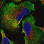 Merck Anti-SPATC1L antibody produced in rabbit