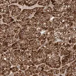 Merck Anti-APLF antibody produced in rabbit