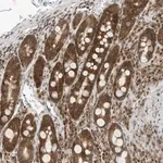 Merck Anti-EDF1 antibody produced in rabbit