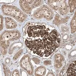 Merck Anti-OTOP1 antibody produced in rabbit