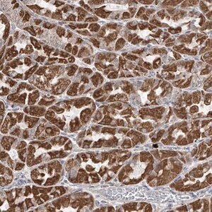 Merck Anti-HDDC2 antibody produced in rabbit
