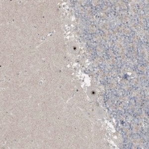 Merck Anti-UTP3 antibody produced in rabbit