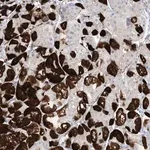 Merck Anti-MARS2 antibody produced in rabbit