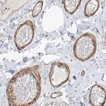 Merck Anti-GTF3C2 antibody produced in rabbit