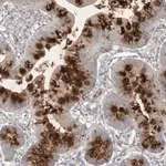 Merck Anti-PRSS36 antibody produced in rabbit