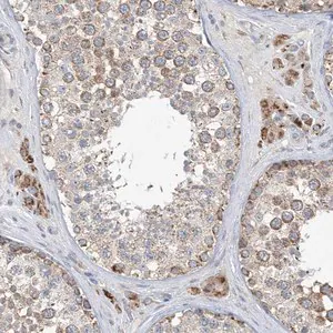Merck Anti-CLEC16A antibody produced in rabbit