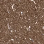 Merck Anti-LAGE3 antibody produced in rabbit