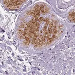 Merck Anti-ELOVL3 antibody produced in rabbit