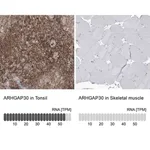 Merck Anti-ARHGAP30 antibody produced in rabbit