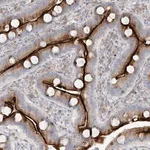 Merck Anti-ZNF385D antibody produced in rabbit