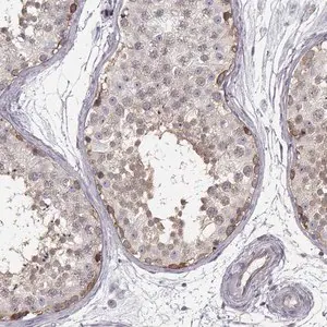 Merck Anti-KAAG1 antibody produced in rabbit