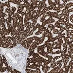 Merck Anti-PID1 antibody produced in rabbit