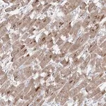 Merck Anti-GPAT2 antibody produced in rabbit