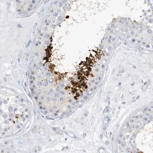 Merck Anti-GSE1 antibody produced in rabbit