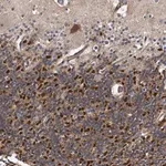 Merck Anti-KCND3 antibody produced in rabbit