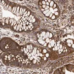 Merck Anti-TMC7 antibody produced in rabbit