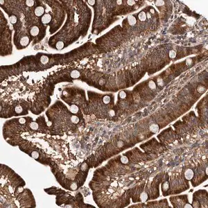 Merck Anti-MKRN3 antibody produced in rabbit